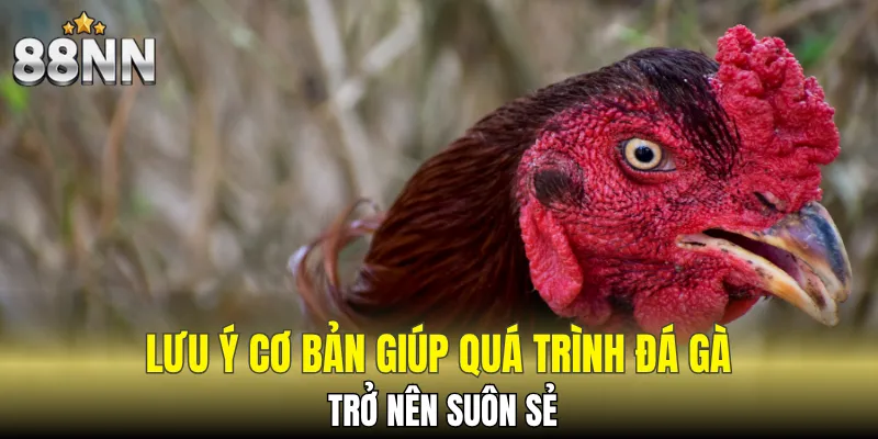 Bí kíp chiến thắng mọi trận đá gà đòn tại 88NN