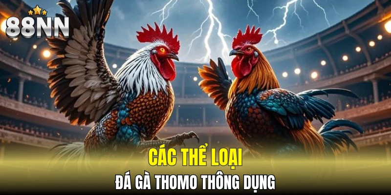 Các thể loại đá gà Thomo thông dụng
