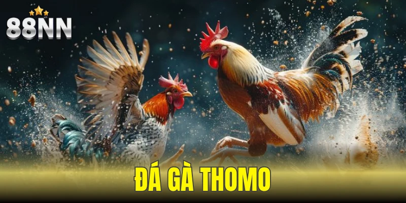 đá gà Thomo