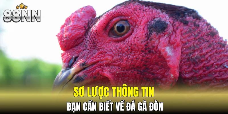 Giới thiệu thông tin chuẩn về đá gà đòn