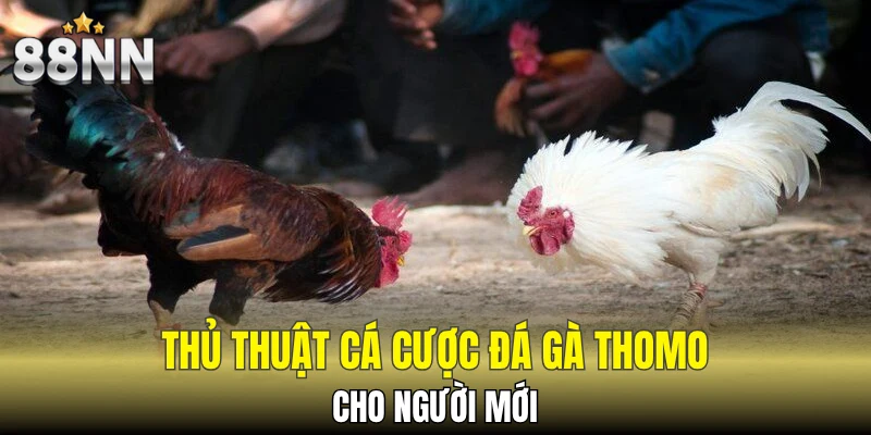 Thủ thuật cá cược đá gà Thomo cho người mới